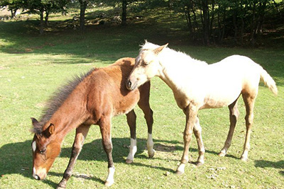Ruscello Ranch